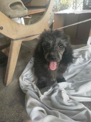 Chó Lạp xưởng lai Poodle 2 tháng Đen