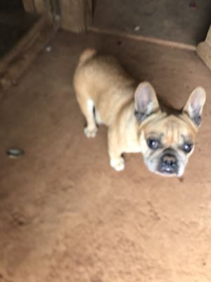 Chó Bull Pháp màu Nâu vàng