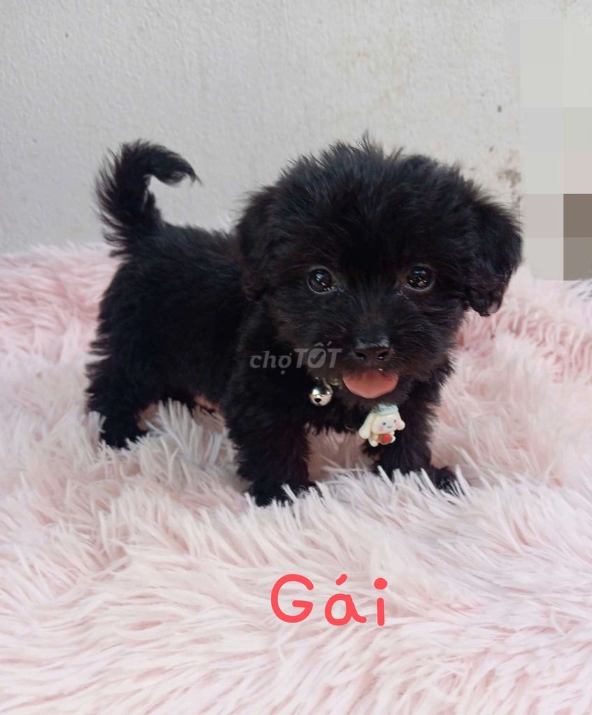 Nhật lai poodle. Mua bán Chó tại Thành phố Dĩ An Bình Dương được đăng bởi Gem hình 1