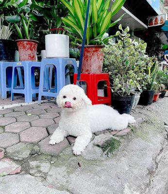 Poodle tiny chân ngắn