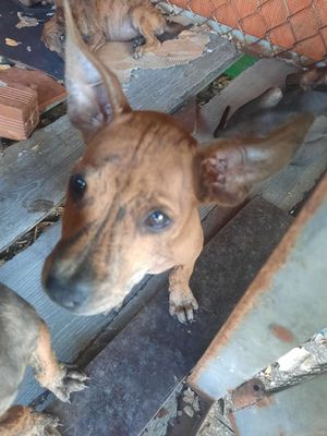 Chó Phú Quốc lưỡi đen. Mua bán Chó tại Huyện Gò Dầu Tây Ninh được đăng bởi Nguyễn Phi Nguyễn