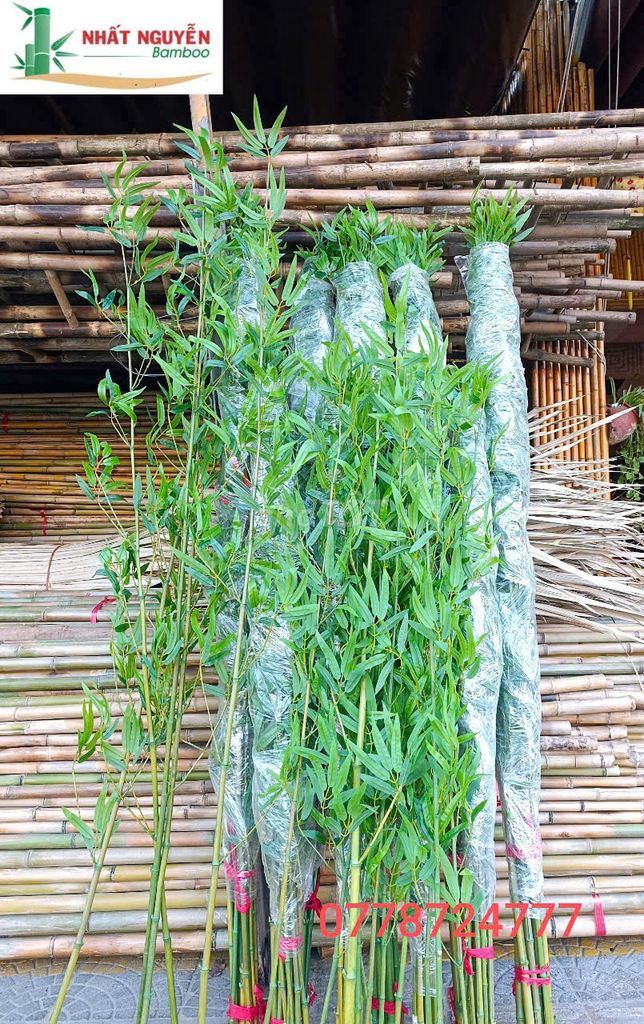 Trúc Quân Tử  1.5m, 2m. Mua bán Cây cảnh, đồ trang trí tại Quận Cẩm Lệ Đà Nẵng được đăng bởi Nhất Nguyễn Bamboo hình 1