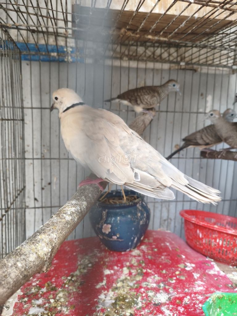 Chim Cu Pháp và 2 Cặp Cu Vằn. Mua bán Chim tại Thành phố Thủ Đức Tp Hồ Chí Minh được đăng bởi Lâm Anh hình 1