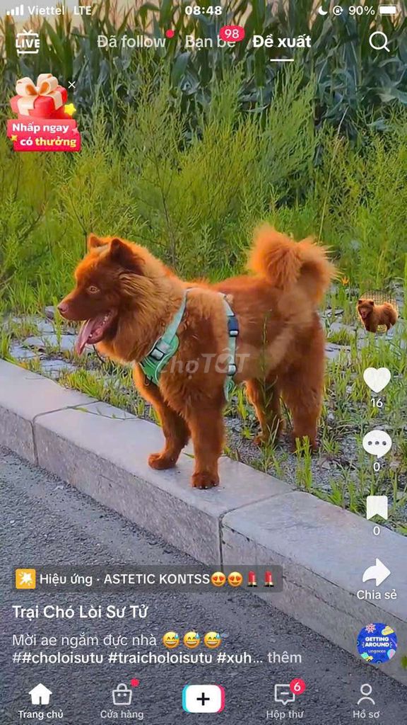 Chó Lài Sư Tử đực 1 năm. Mua bán Chó tại Thành phố Thủ Đức Tp Hồ Chí Minh được đăng bởi cho H mong hình 1