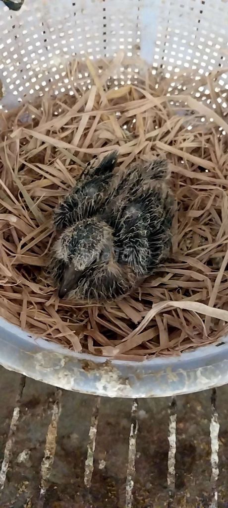 cu baby. Mua bán Chim tại Huyện Đức Hòa Long An được đăng bởi Gia Hân hình 1