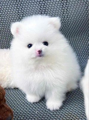 pom thái mini. Mua bán Chó tại Quận Bình Tân Tp Hồ Chí Minh được đăng bởi huỳnh thật 