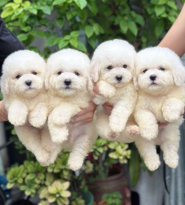 Poodle trắng thuần chủng
