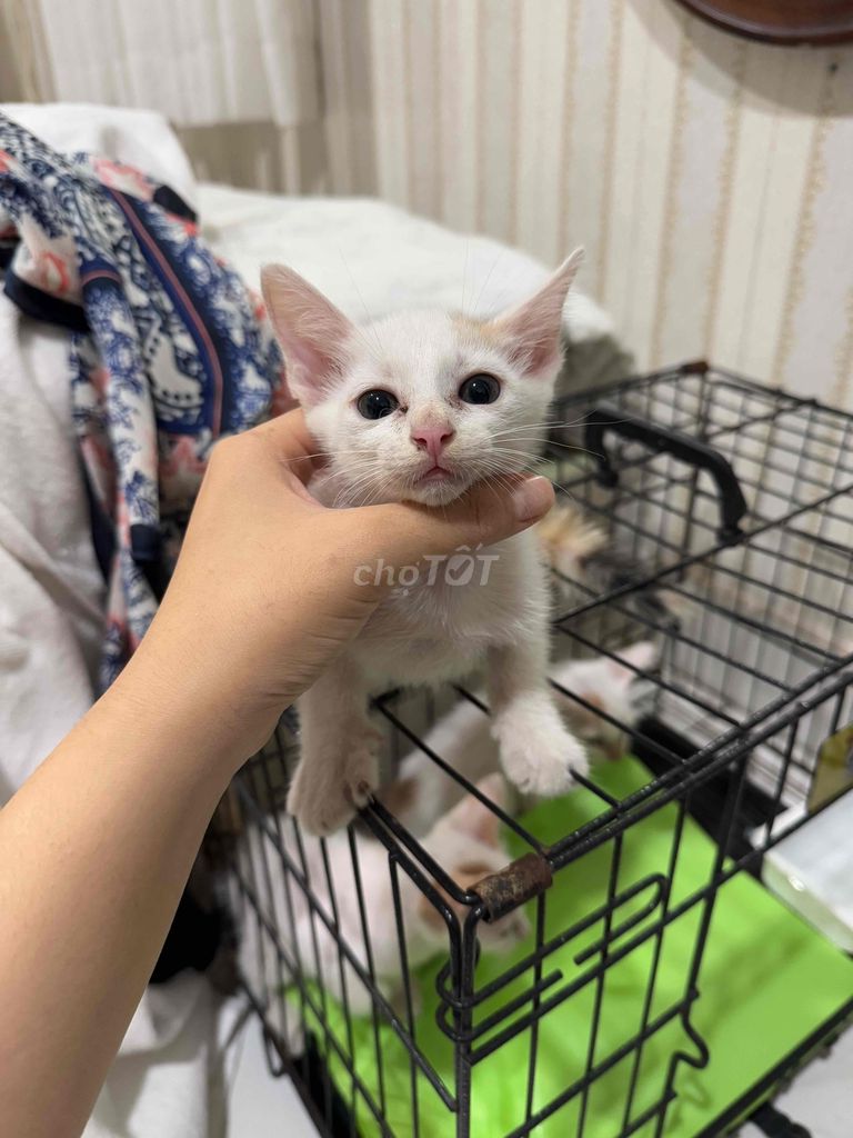 Mèo nhà đẻ trắng đuôi cam xinh xắn tròn trịa