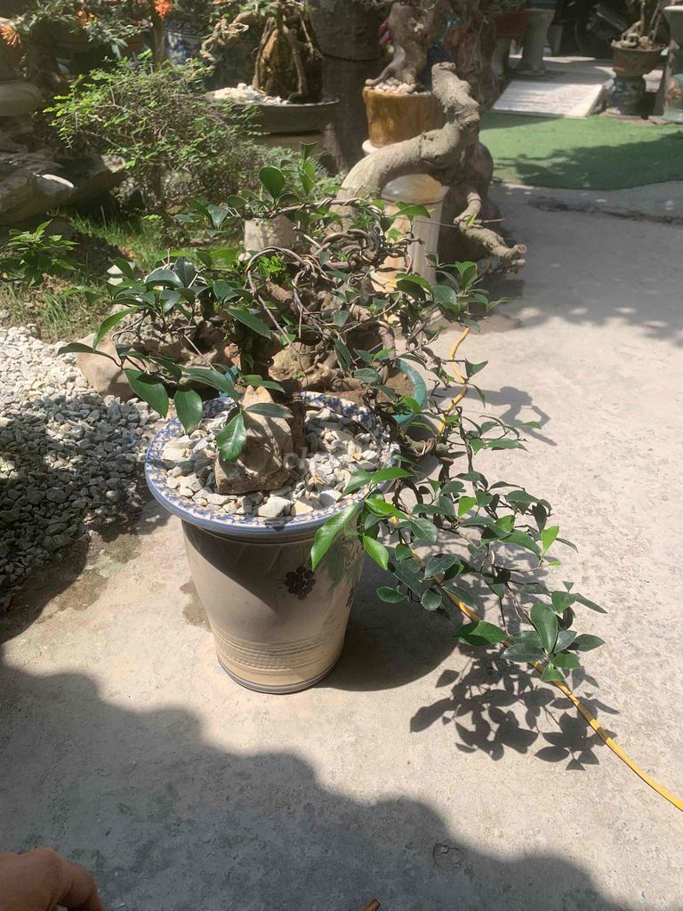 Cây cảnh Si đá thác đổ. Mua bán Cây cảnh, đồ trang trí tại Quận Kiến An Hải Phòng được đăng bởi Cảnh Dương hình 1