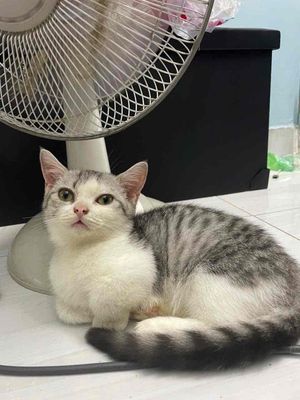 Tìm nhà cho bé đực chân ngắn