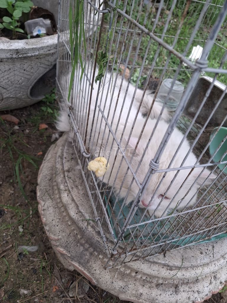 Mèo Anh lông dài đực 2 năm. Mua bán Mèo tại Huyện Gò Dầu Tây Ninh được đăng bởi Tam Le hình 1