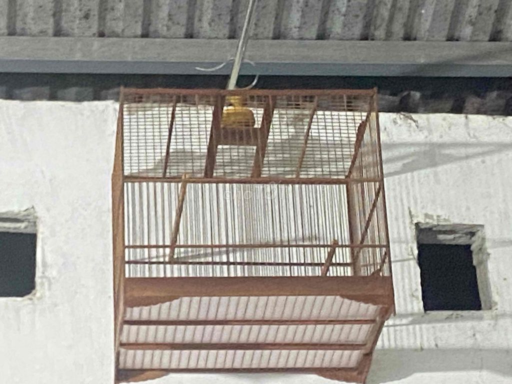 lồng chim. Mua bán Chim tại Thị xã Hương Trà Thừa Thiên Huế được đăng bởi duong cong hoang hình 1