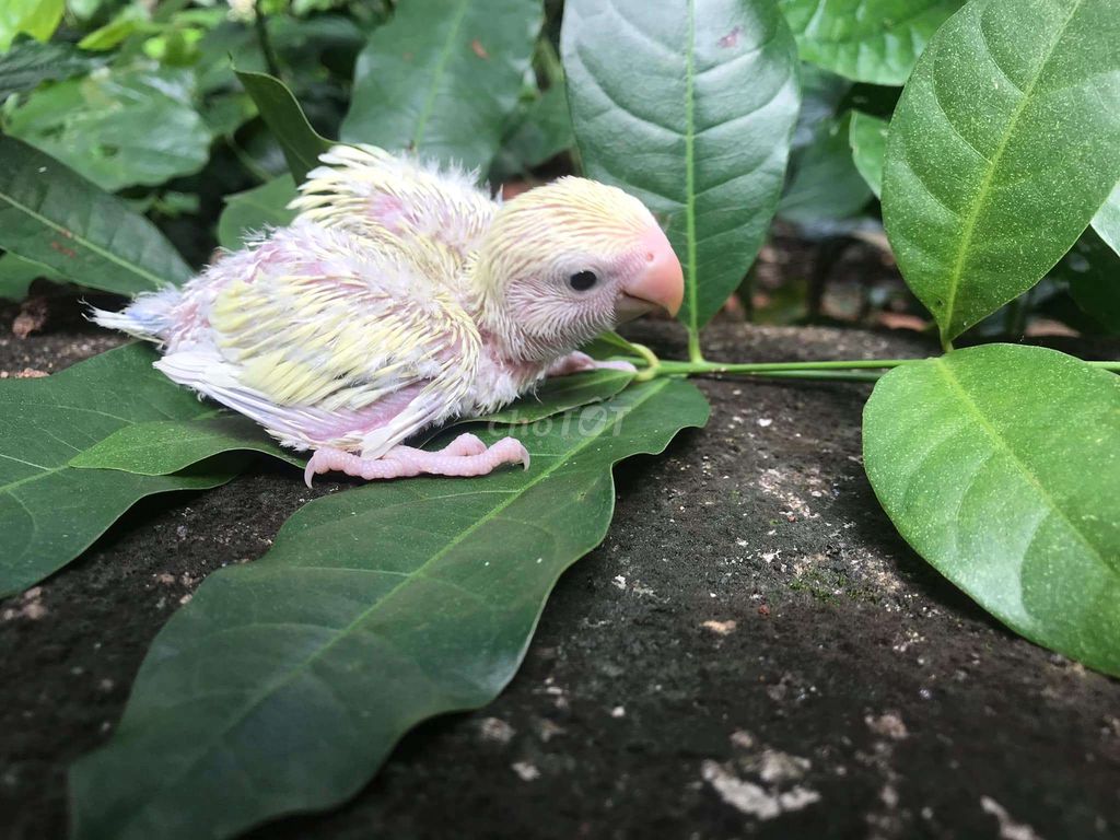 Vẹt LoveBird Non còn đút bột màu đẹp, háo ăn