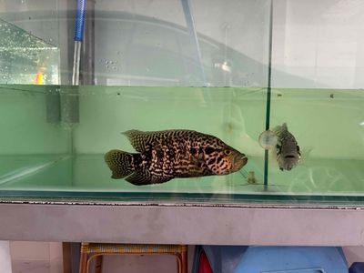 thanh lí 2 con rô báo. Mua bán Thú cưng khác tại Quận Bình Tân Tp Hồ Chí Minh được đăng bởi Tài inox