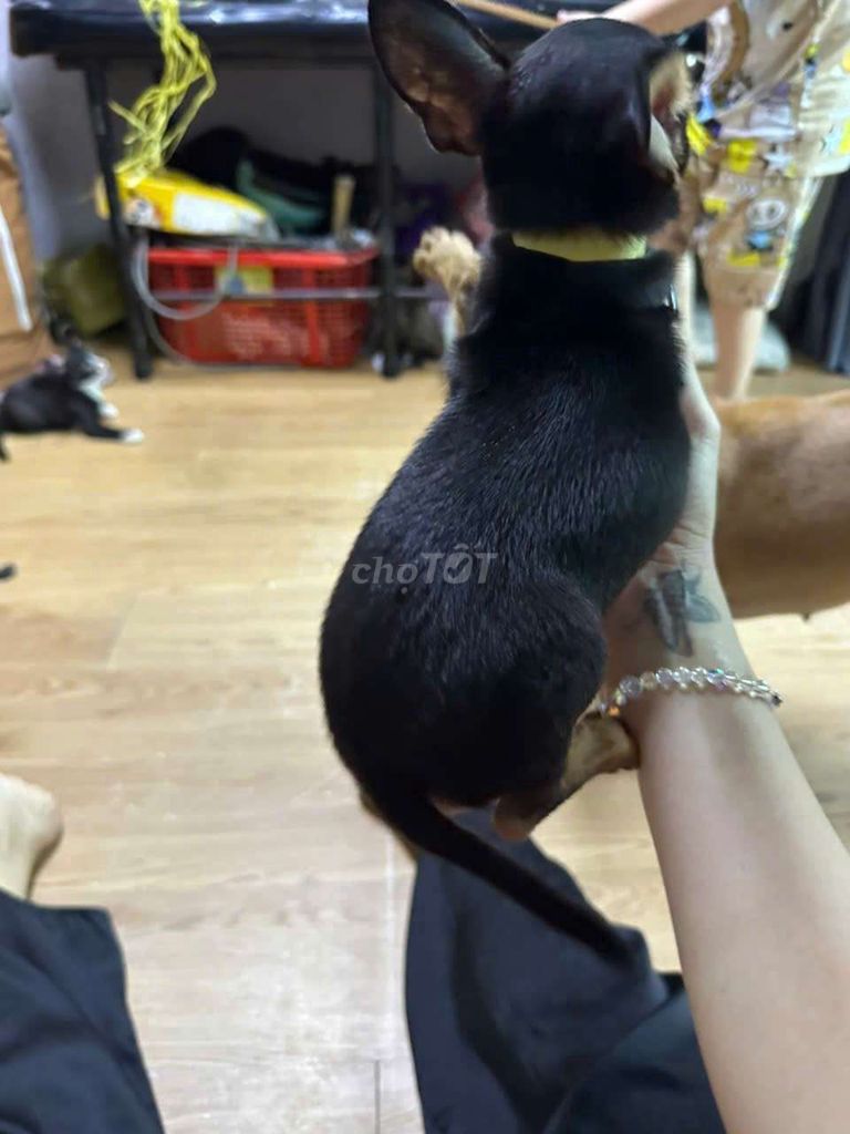 Chó Phốc Hươu đực siêu mini 8 tháng tuổi. Mua bán Chó tại Quận Bình Tân Tp Hồ Chí Minh được đăng bởi Ngọc Linh  hình 1