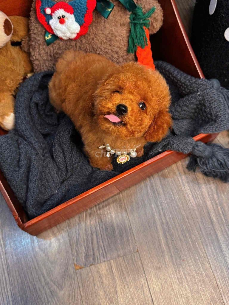 Chó Poodle nâu 3 tháng. Mua bán Chó tại Quận 6 Tp Hồ Chí Minh được đăng bởi Nguyễn Thùy Linh hình 1