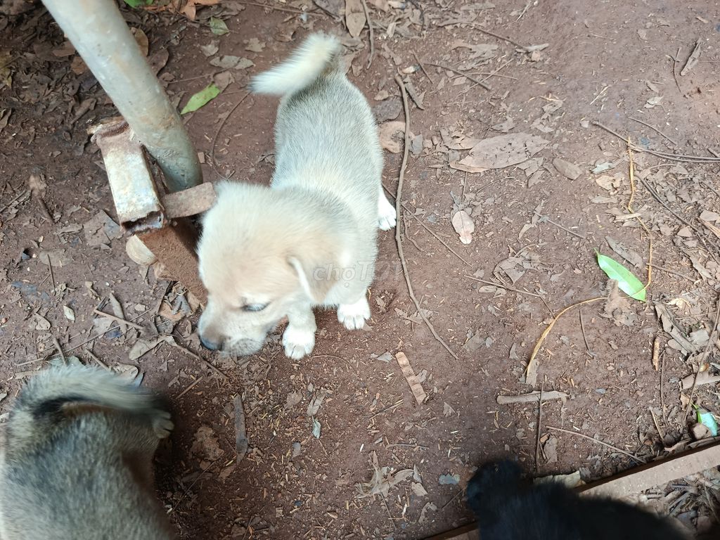 Chó phú quốc, chó con lai. Mua bán Chó tại Huyện Xuân Lộc Đồng Nai được đăng bởi Võ Duy Thịnh  hình 5