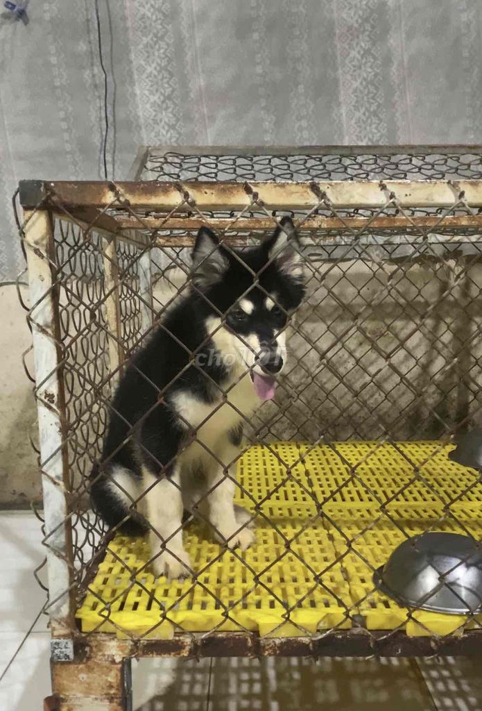 Chó Husky cái tơ. Mua bán Chó tại Huyện Mỏ Cày Bắc Bến Tre được đăng bởi SAm Pet house hình 1