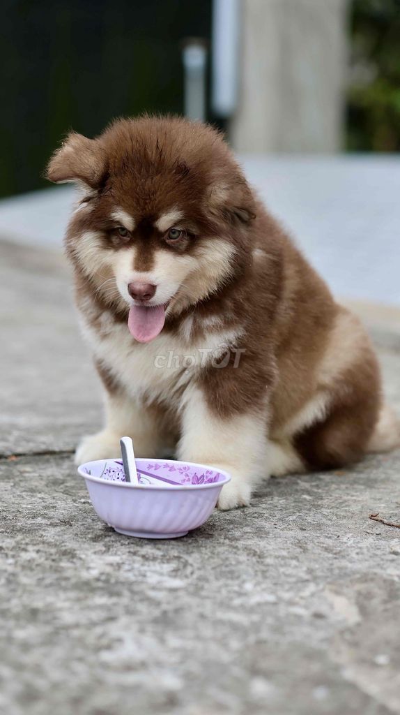 Chó Alaska Giant đực 2 tháng. Mua bán Chó tại Huyện Châu Thành Bến Tre được đăng bởi Võ Trần Minh Tâm hình 1