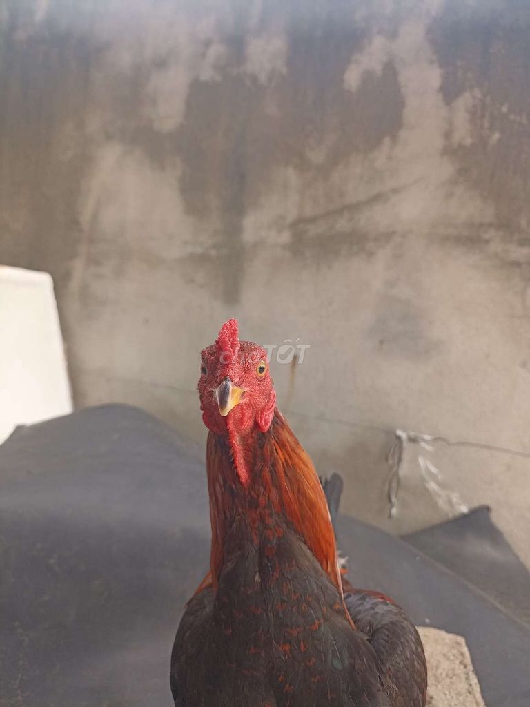 Điều vàng 1kg2