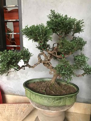 cây tùng cối bonsai