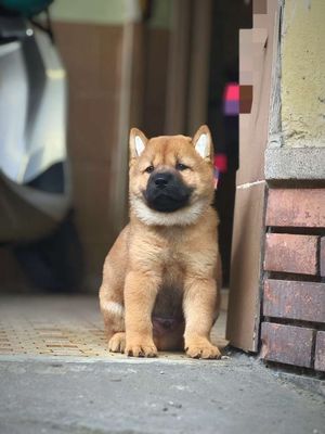 Chó Mông Cộc Vàng Đậm + Lưỡi Đốm Nhiều Chuẩn Giống