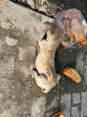 Chó Phú Quốc Con