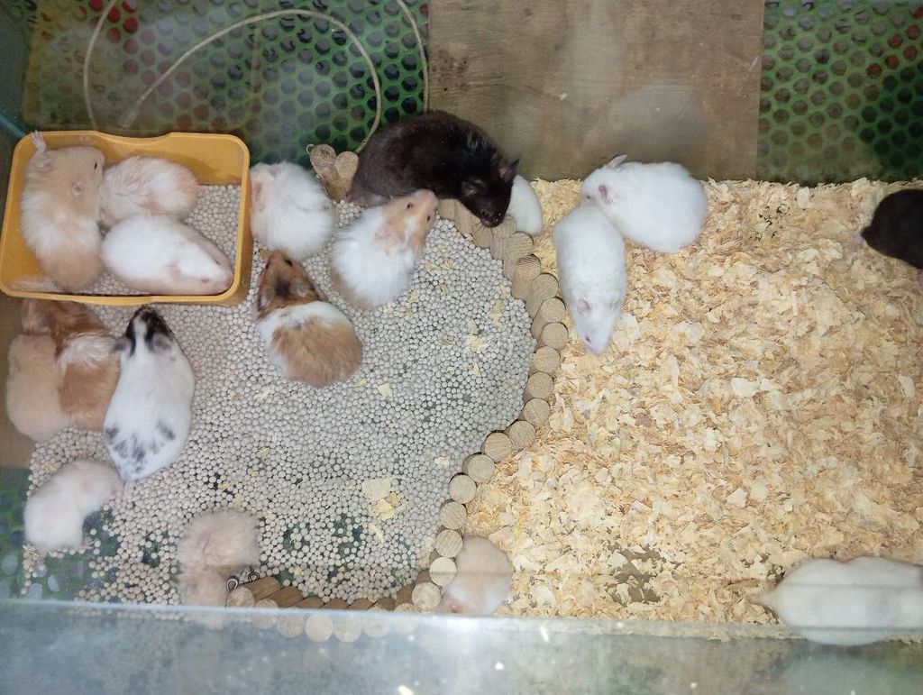 Hamster các loại chỉ từ 35k