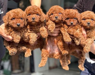 chuyên nhân giống poodle thuần chủng