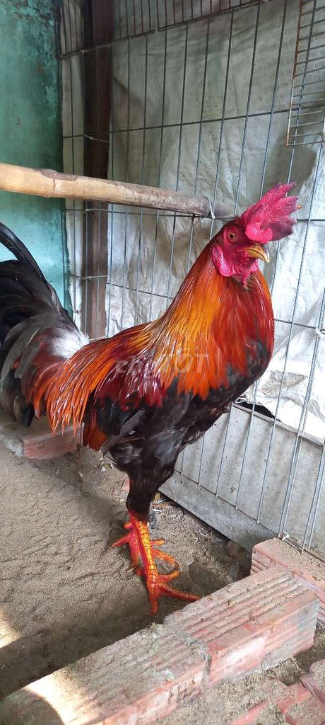 Gà chọi 3.4kg Đực. Mua bán Gà tại Thành phố Thủ Đức Tp Hồ Chí Minh được đăng bởi Thanh Lam hình 1