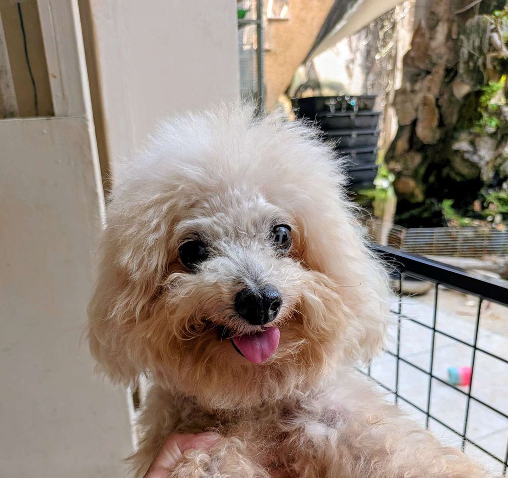 Chó Poodle Trắng kem đã tiêm phòng. Mua bán Chó tại Quận Bình Tân Tp Hồ Chí Minh được đăng bởi Nguyễn Tấn Định hình 1