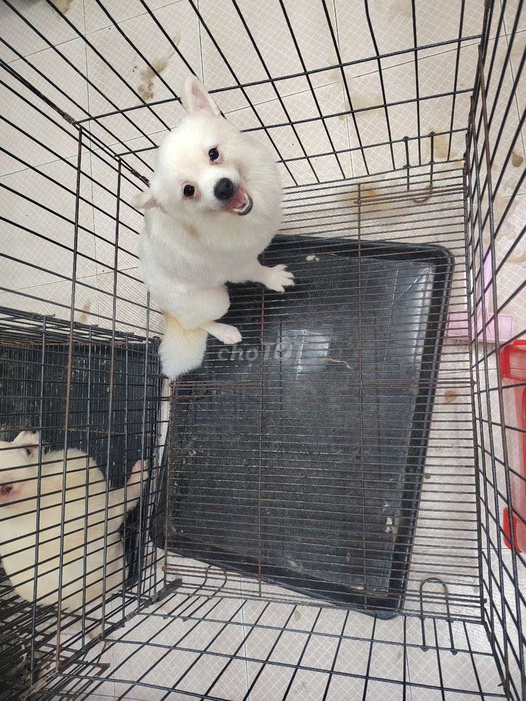 Phóc sóc  cái trắng kem. Mua bán Chó tại Thành phố Bến Tre Bến Tre được đăng bởi khoai pet shop tp bến tre  hình 1