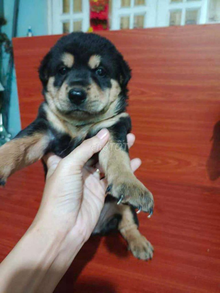 Bé Rottweiler mặt rất ngầu thông minh canh nhà