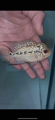 Kamfa f2 size 1n. Mua bán Thú cưng khác tại Quận Bình Tân Tp Hồ Chí Minh được đăng bởi anh khoa
