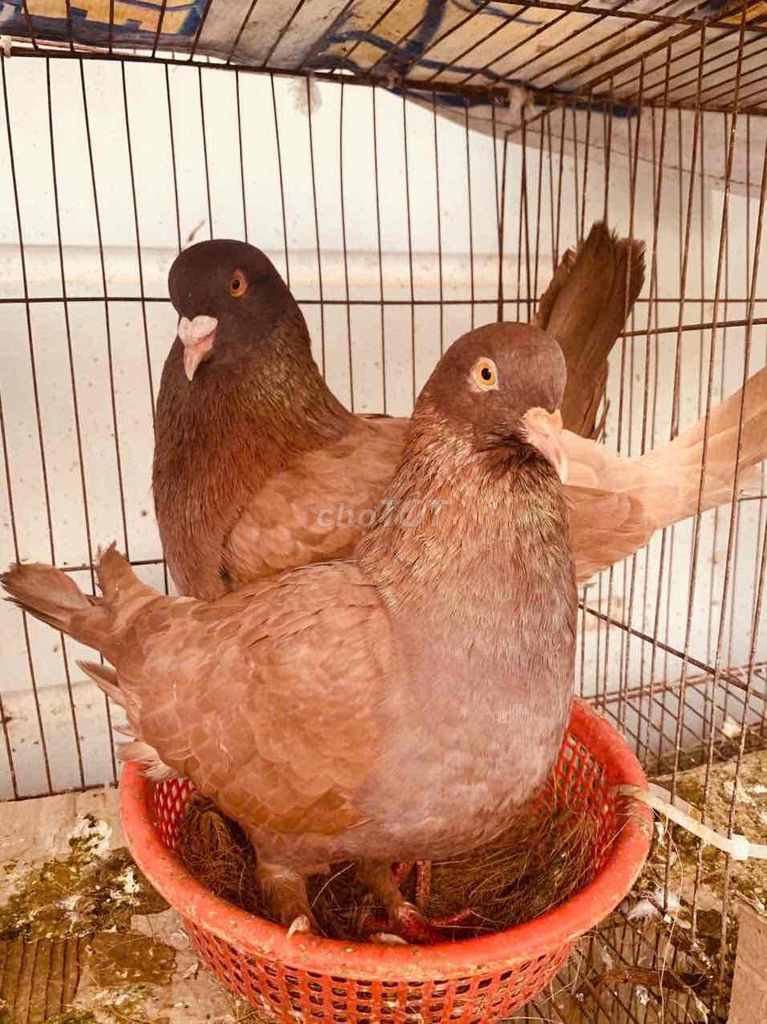 cặp bồ câu gà Nâu đỏ đang sinh sản. Mua bán Chim tại Quận Ninh Kiều Cần Thơ được đăng bởi huỳnh  hình 1