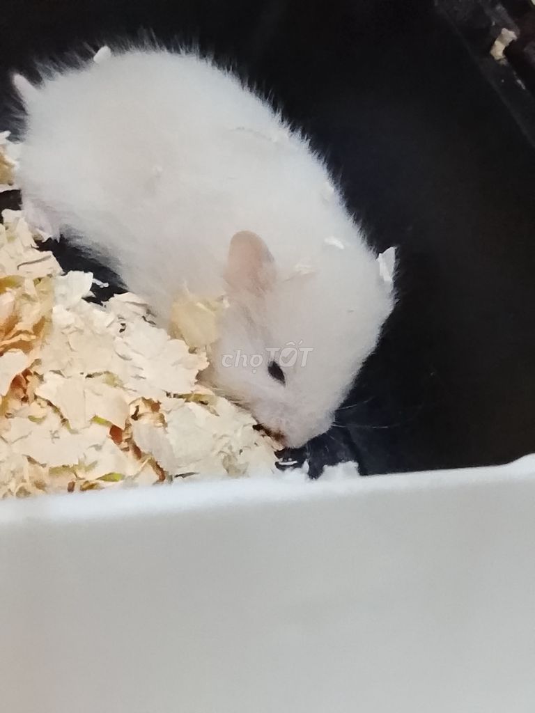 Chuột Hamster Bear thường trắng 26 ngày. Mua bán Thú cưng khác tại Huyện Long Thành Đồng Nai được đăng bởi Ngan Nguyen hình 1