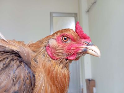 Mái pakatan chân vuông  độc đinh trạng 3kg4;a294. Mua bán Gà tại Quận 8 Tp Hồ Chí Minh được đăng bởi phương shop 