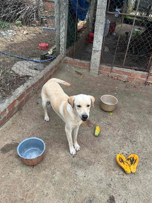 Chó labrador. Mua bán Chó tại Huyện Ea Kar Đắk Lắk được đăng bởi Trần Thị Mỹ Duyên