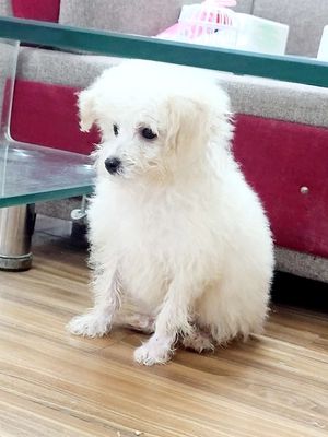 Chó Poodle cái màu trắng xinh