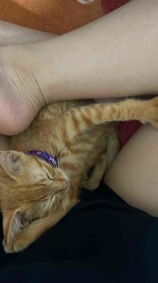 mèo cam xinh iu, trai 2 tháng tủi. Mua bán Mèo tại Quận Bắc Từ Liêm Hà Nội được đăng bởi Hàn Duệ