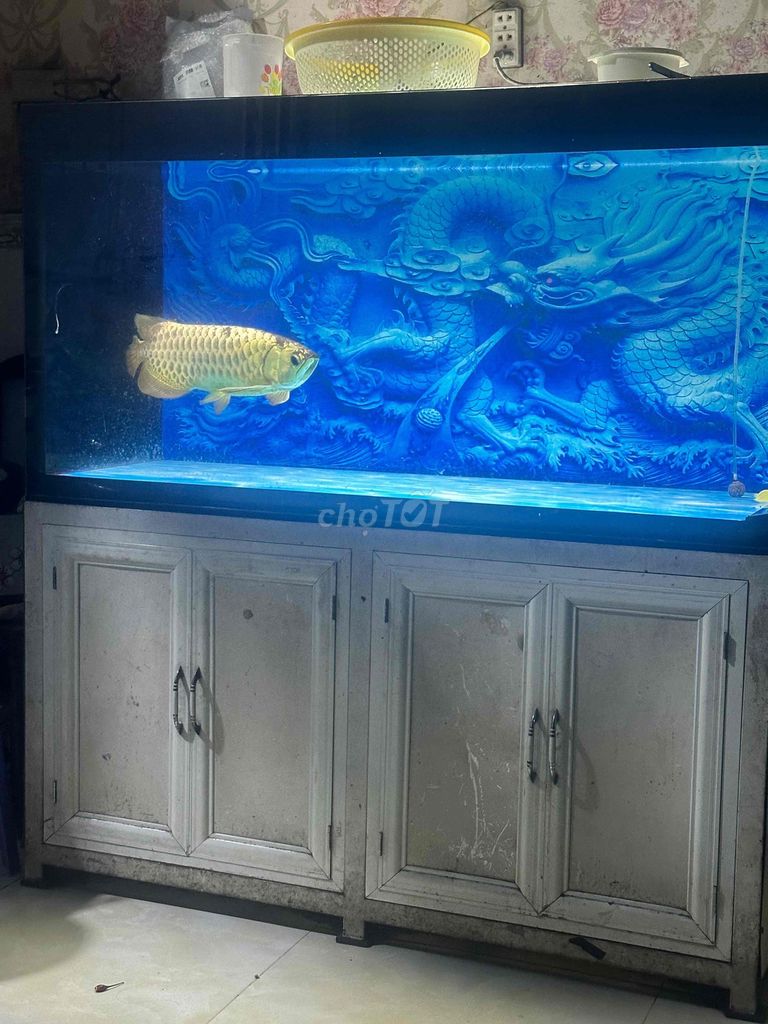 Cá bối 50 cm. Mua bán Thú cưng khác tại Quận Gò Vấp Tp Hồ Chí Minh được đăng bởi Dương  hình 1