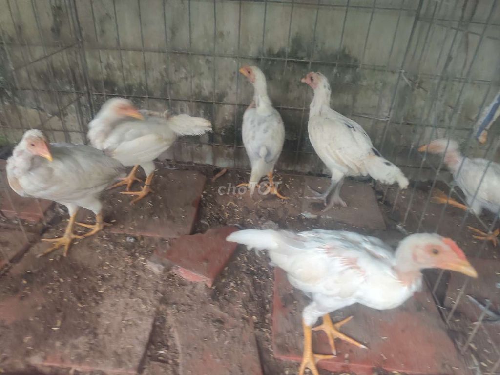 Gà con giống nhỏ cả hai màu Trắng. Mua bán Gà tại Huyện Cờ Đỏ Cần Thơ được đăng bởi pêru kensol mung hình 1