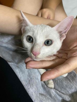 Mèo lai Nga trắng 3 tháng tuổi