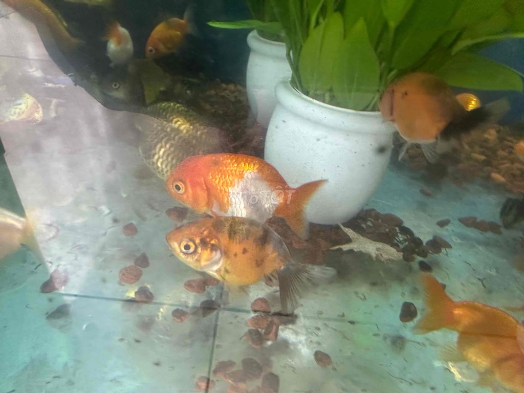 Cá Ranchu nhỏ-20k/con. Mua bán Thú cưng khác tại Quận 12 Tp Hồ Chí Minh được đăng bởi Cá Cảnh Sài Gòn Giá Sĩ  hình 1