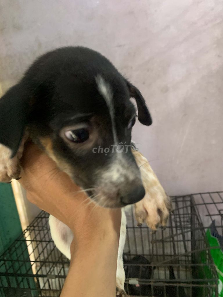 Chó cỏ 2 tháng tuổi. Mua bán Chó tại Huyện Cần Giuộc Long An được đăng bởi Quang Quang hình 1