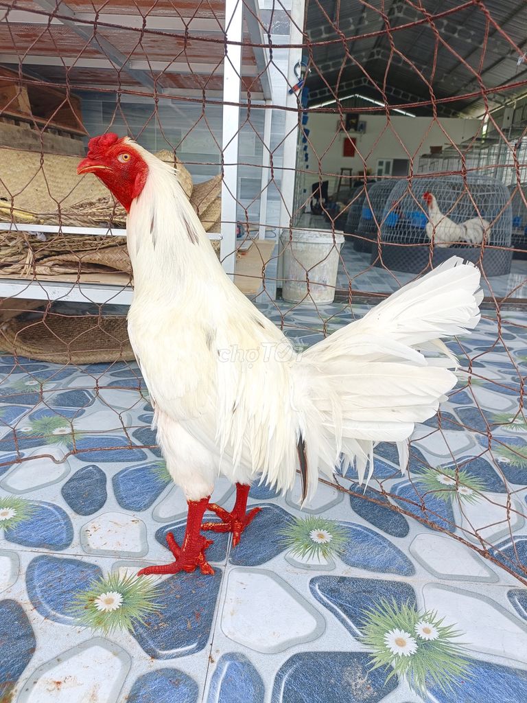 Gà trống 2.8kg - 3.6kg Trắng Nâu. Mua bán Gà tại Thành phố Sóc Trăng Sóc Trăng được đăng bởi Tiền Gà  hình 1