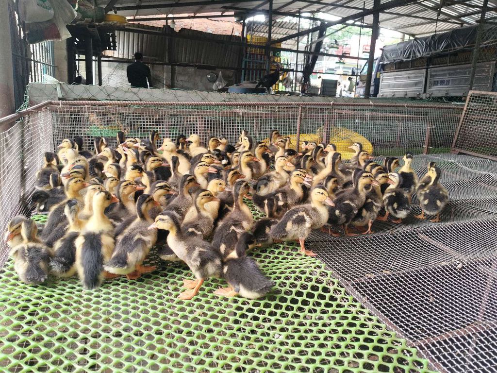 Vịt Hòa Lan GIỐNG, NẶNG 3 LẠNG . Mua bán Thú cưng khác tại Thành phố Dĩ An Bình Dương được đăng bởi Vu Tho hình 1