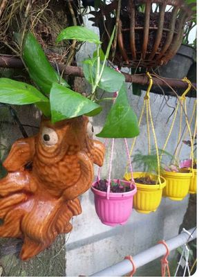 Chậu cây trầu bà thủy sinh cá vàng treo tường. Mua bán Cây cảnh, đồ trang trí tại Huyện Cầu Kè Trà Vinh được đăng bởi Vườn Lan Gia Khiêm