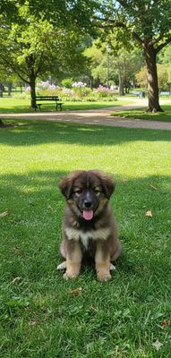 Tìm nhà mới cho em Border Collie. Mua bán Chó tại Huyện Xuân Lộc Đồng Nai được đăng bởi Châu Nguyễn