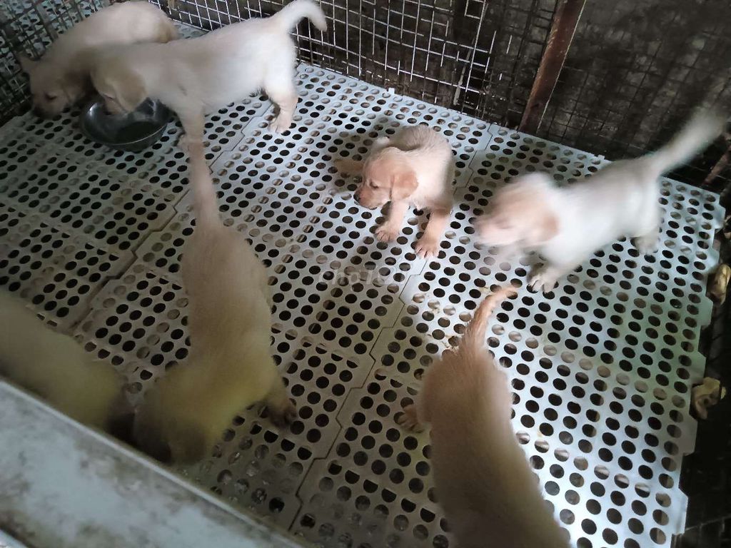 Chó Labrador Vàng kem trắng. Mua bán Chó tại Huyện Hóc Môn Tp Hồ Chí Minh được đăng bởi Long hình 1